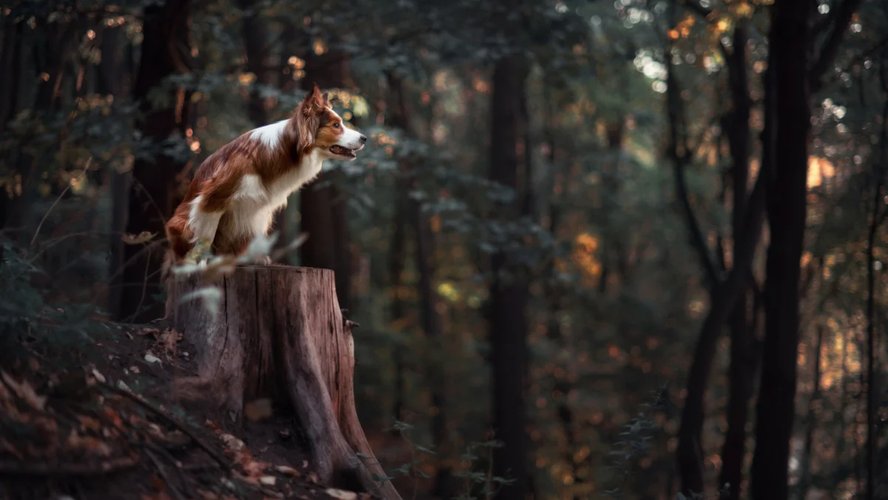 Потеряшка_3