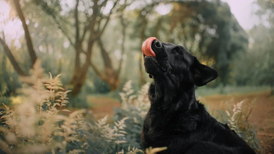 Потеряшка_6