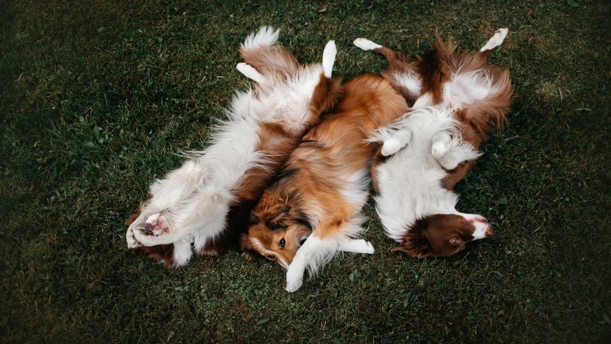 Потеряшка_9