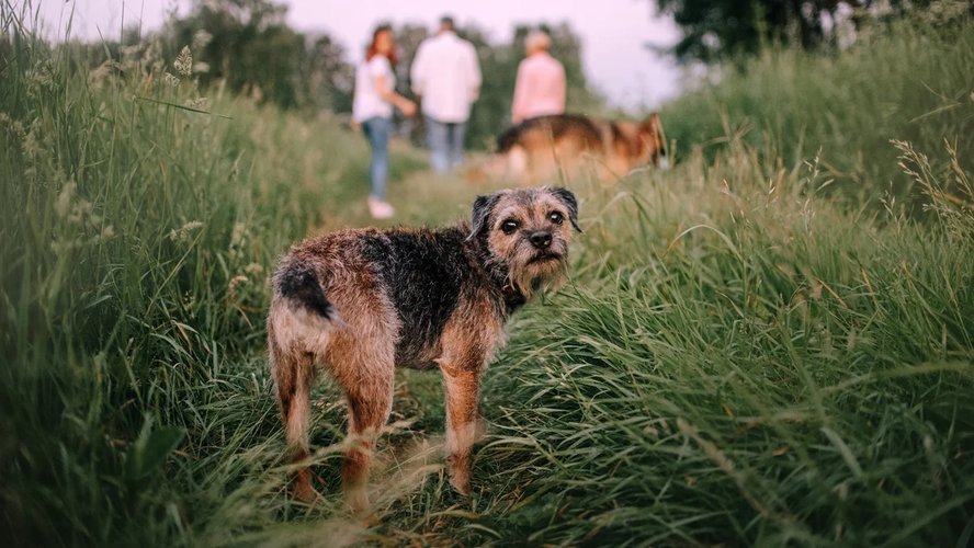 Потеряшка_5