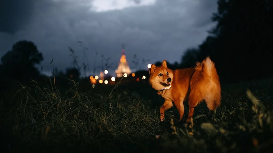 Потеряшка_3