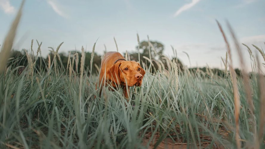 Потеряшка_8