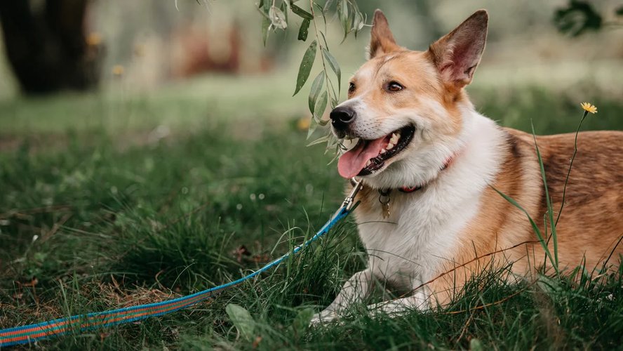 Потеряшка_7