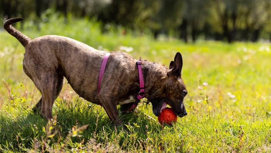 Потеряшка_2