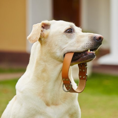 Потеряшка анонс