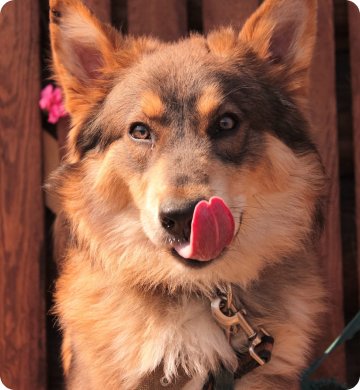 Фото собаки