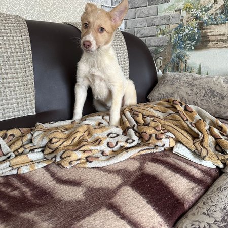 изображение_2024-04-01_101405149